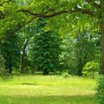 5 Different Types of Yoga and Which of Them Is Ideal for You
