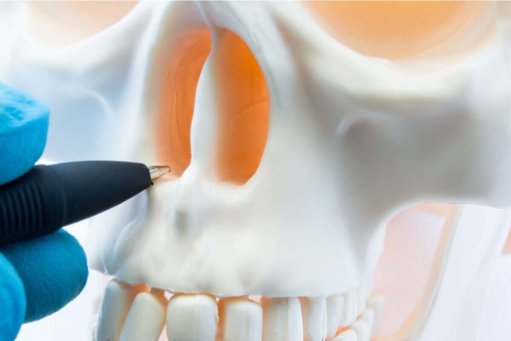 nasal cavities