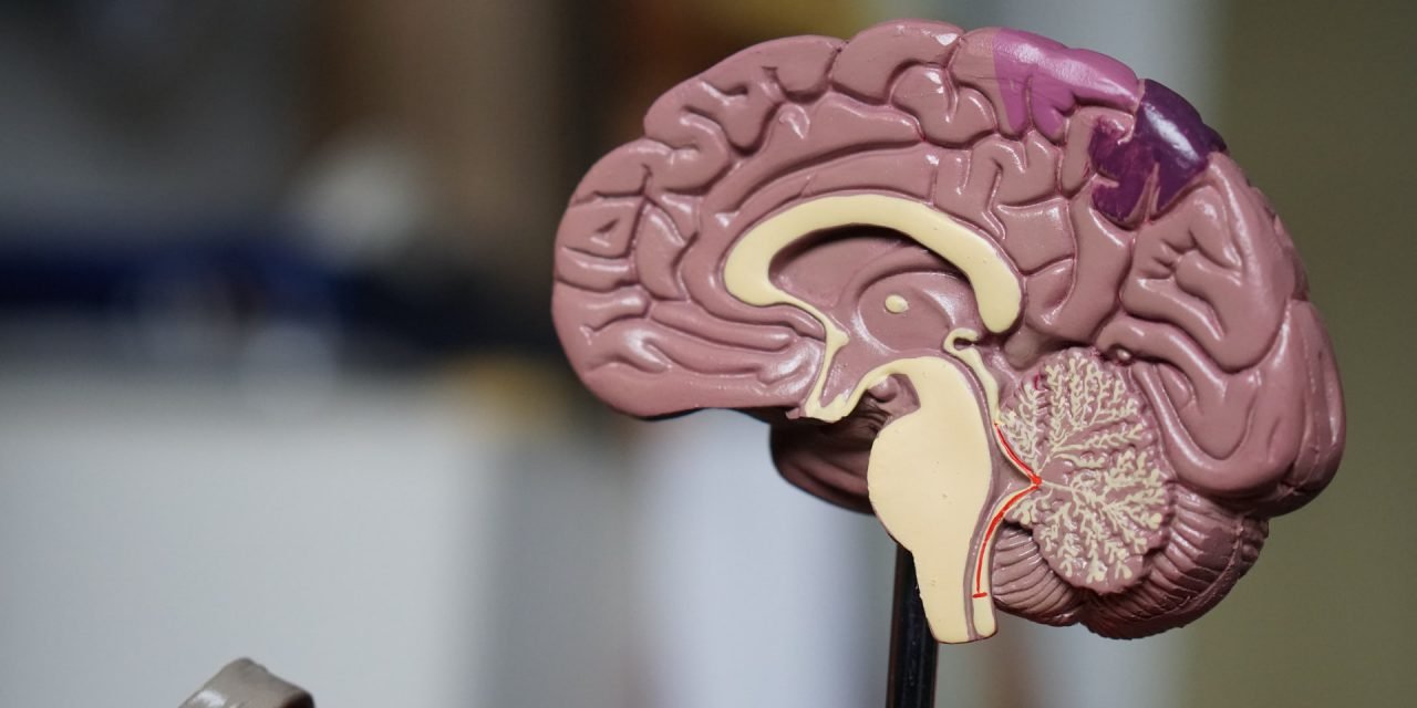 What is brain prolapse?